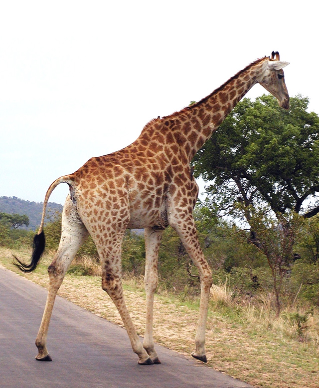 Giraffe.road.568