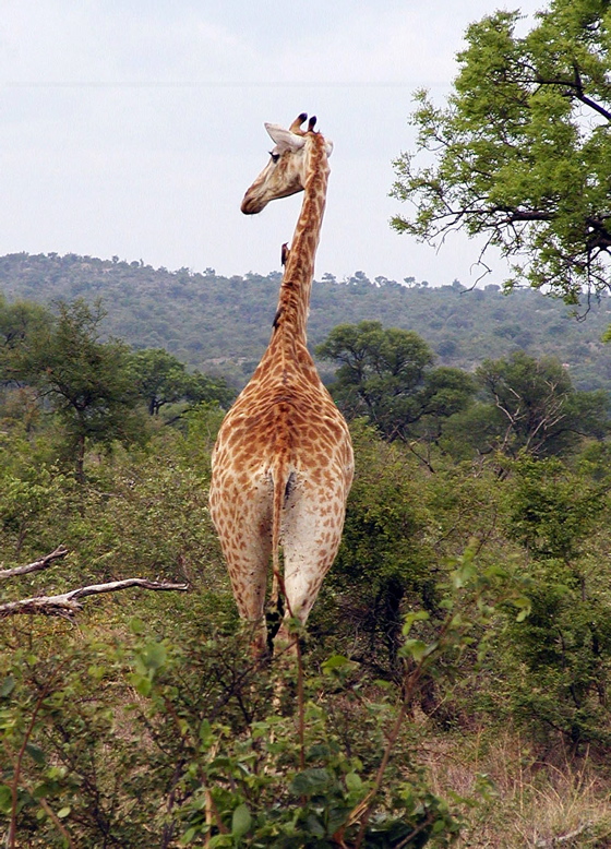 Giraffe.571