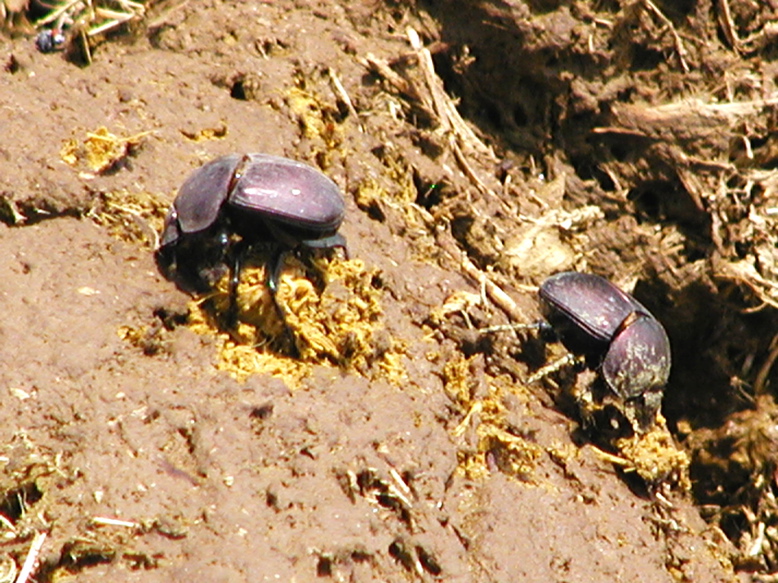Dung.beetles671