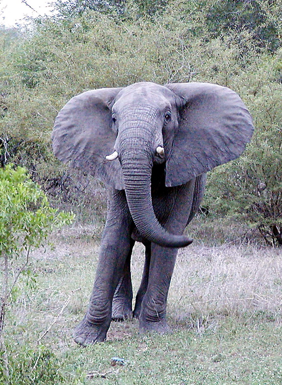 Elephant.upset801.1