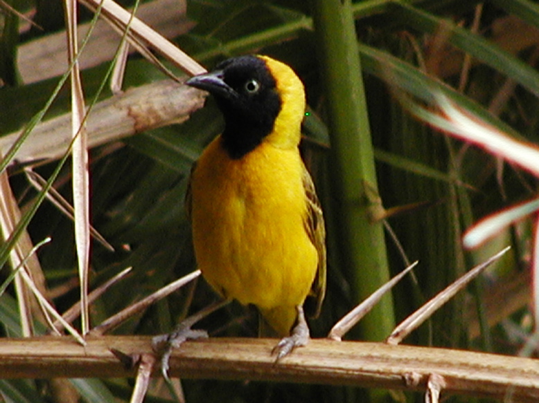 yellow.bird011
