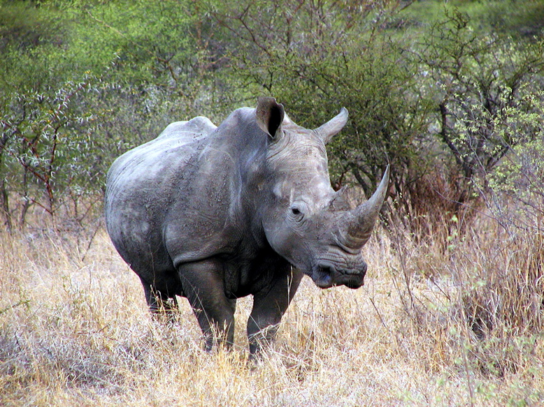 Rhino066.1