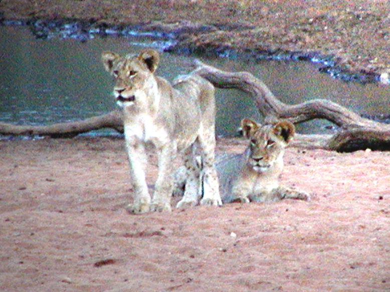 Lion.cubs082.2