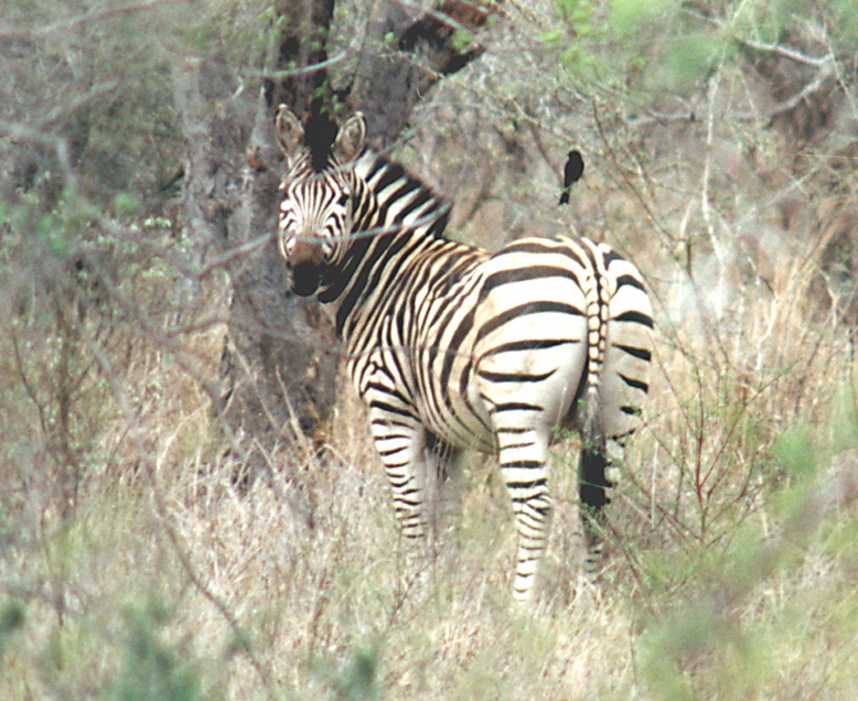 zebra.looking