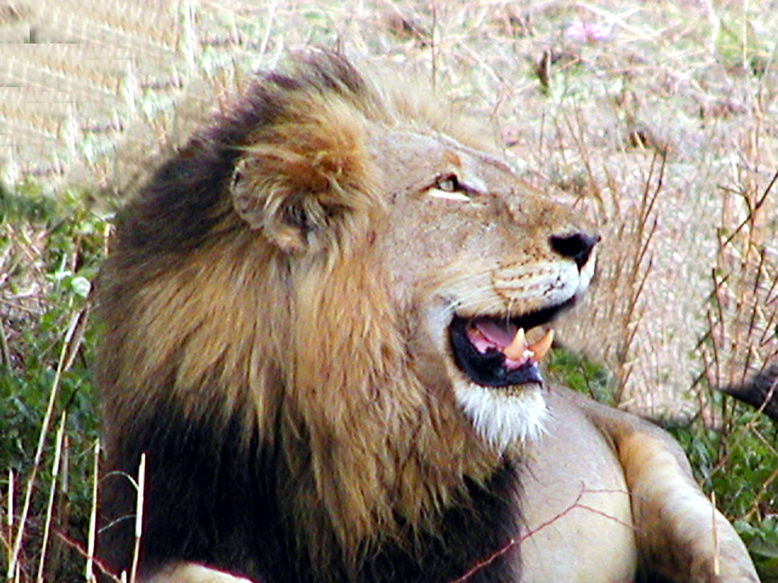 lion.958
