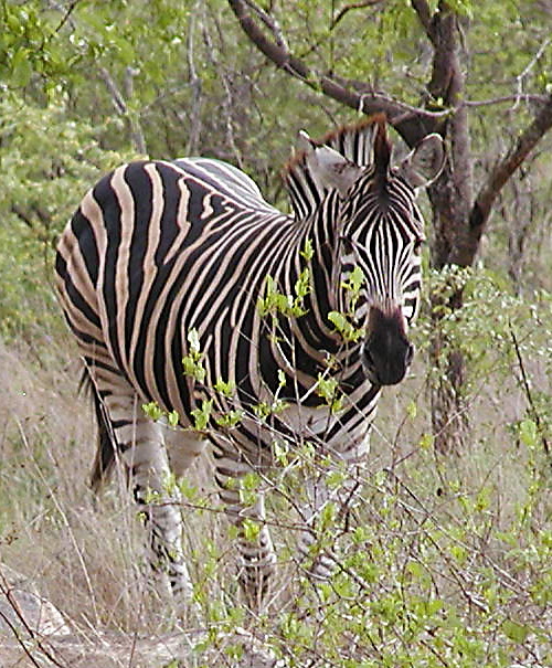 Zebra.618