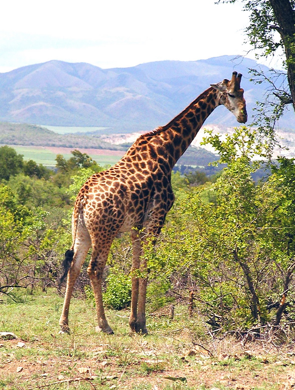 Giraffe.641