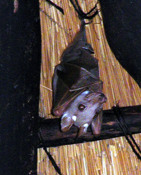 Bat.hanging.757