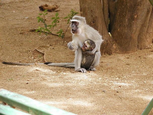 Baboon.Feeding.baby880