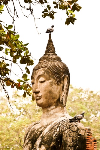P1100464.Buddha.pigeon.1.1